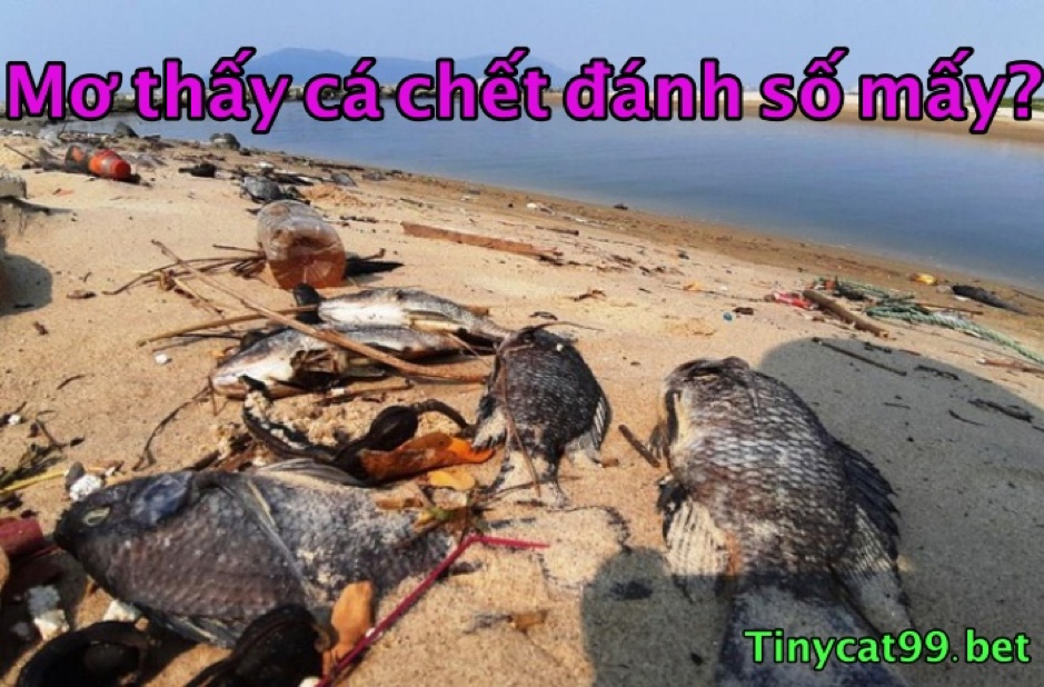 mơ cá chết