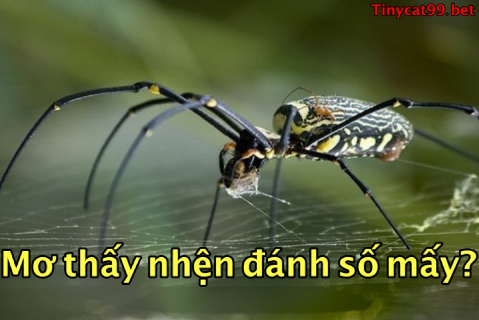 mơ thấy nhện