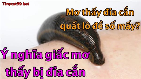 Nằm Mơ Thấy Đỉa Cắn Đánh Đề Con Gì? Giải Mã Giấc Mơ Lô Đề Về Đỉa Cắn