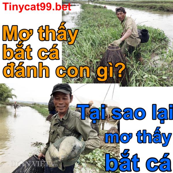 Nằm Mơ Thấy Bắt Cá Mang Ý Nghĩa Gì? Mơ Thấy Bắt Cá Đánh Đề Số Nào? 