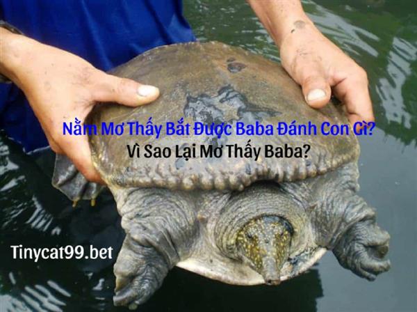 Nằm Mơ Thấy Bắt Được Ba Ba Đánh Con Gì? Vì Sao Lại Mơ Thấy Baba?