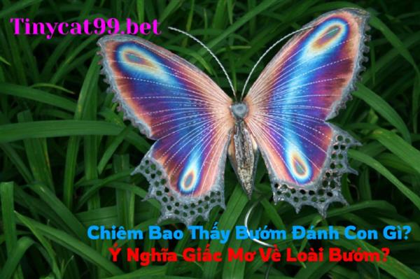 Chiêm Bao Thấy Bướm Đánh Con Gì? Ý Nghĩa Giấc Mơ Về Loài Bướm?