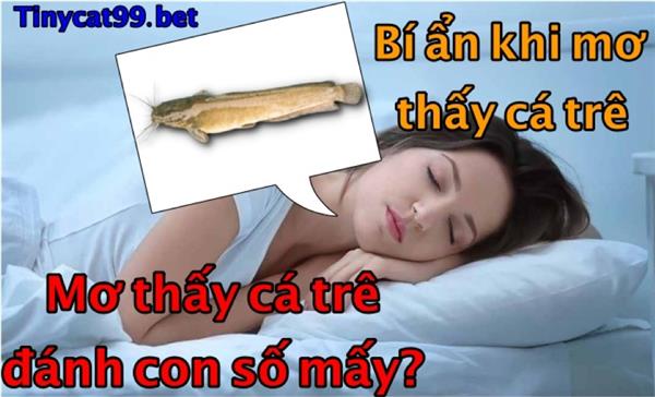 Mơ Thấy Cá Trê Đánh Con Gì? Con Số May Mắn Khi Mơ Thấy Cá Trê