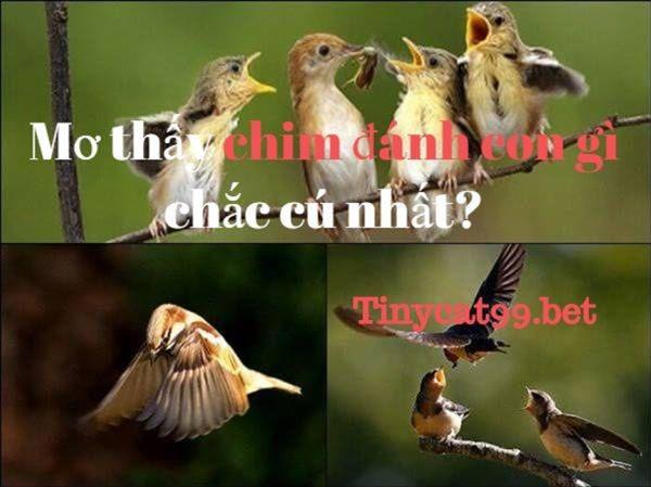 Mơ Thấy Chim Đánh Con Gì Chắc Cú Nhất?