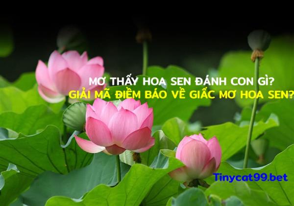 Mơ Thấy Hoa Sen Đánh Con Gì? Giải Mã Điềm Báo Về Giấc Mơ Hoa Sen?
