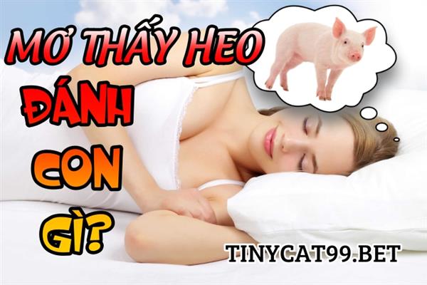 Tối Qua Ngủ Mơ Thấy Lợn Đánh Con Gì Bách Phát Bách Trúng