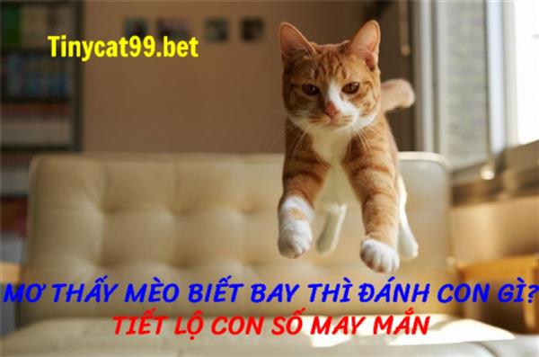 Mơ Thấy Mèo Biết Bay Đánh Con Gì? Giải Mã Điềm Báo
