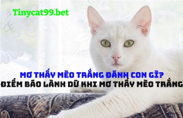 Mơ Thấy Mèo Trắng Đánh Con Gì? Điềm Báo Lành Dữ Khi Mơ Thấy Mèo Trắng