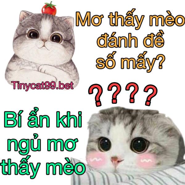Nằm Mơ Thấy Mèo Mang Ý Nghĩa Gì? Con Số May Mắn Của Những Giấc Mơ Về Mèo
