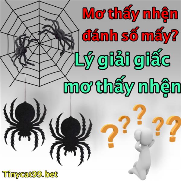 Nằm Mơ Thấy Nhện Đánh Con Gì? Ý Nghĩa Giấc Mơ Nhện Là Gì?