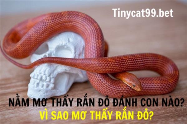 Nằm Mơ Thấy Rắn Đỏ Đánh Con Nào? Vì Sao Mơ Thấy Rắn Đỏ?