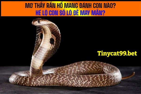Mơ Thấy Rắn Hổ Mang Đánh Con Nào? Hé Lộ Con Số Lô Đề May Mắn?