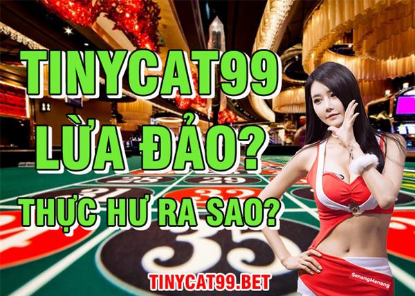 Thực Hư Chuyện Tinycat99 Lừa Đảo? Có Nên Tin Tưởng Nhà Cái Tinycat99?