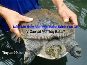 Nằm Mơ Thấy Bắt Được Ba Ba Đánh Con Gì? Vì Sao Lại Mơ Thấy Baba?