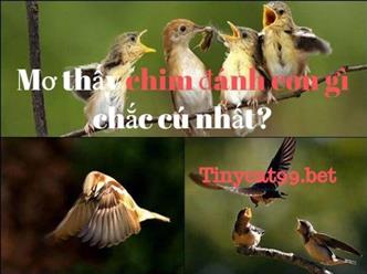 Mơ Thấy Chim Đánh Con Gì Chắc Cú Nhất?