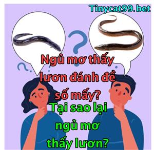 Nằm Mơ Thấy Lươn Thì Đánh Đề Số Nào? Giải Mã Giấc Mơ Lô Đề Về Con Lươn