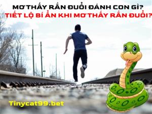 Mơ Thấy Rắn Đuổi Đánh Con Gì? Tiết Lộ Bí Ẩn Khi Mơ Thấy Rắn Đuổi?