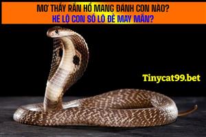 Mơ Thấy Rắn Hổ Mang Đánh Con Nào? Hé Lộ Con Số Lô Đề May Mắn?